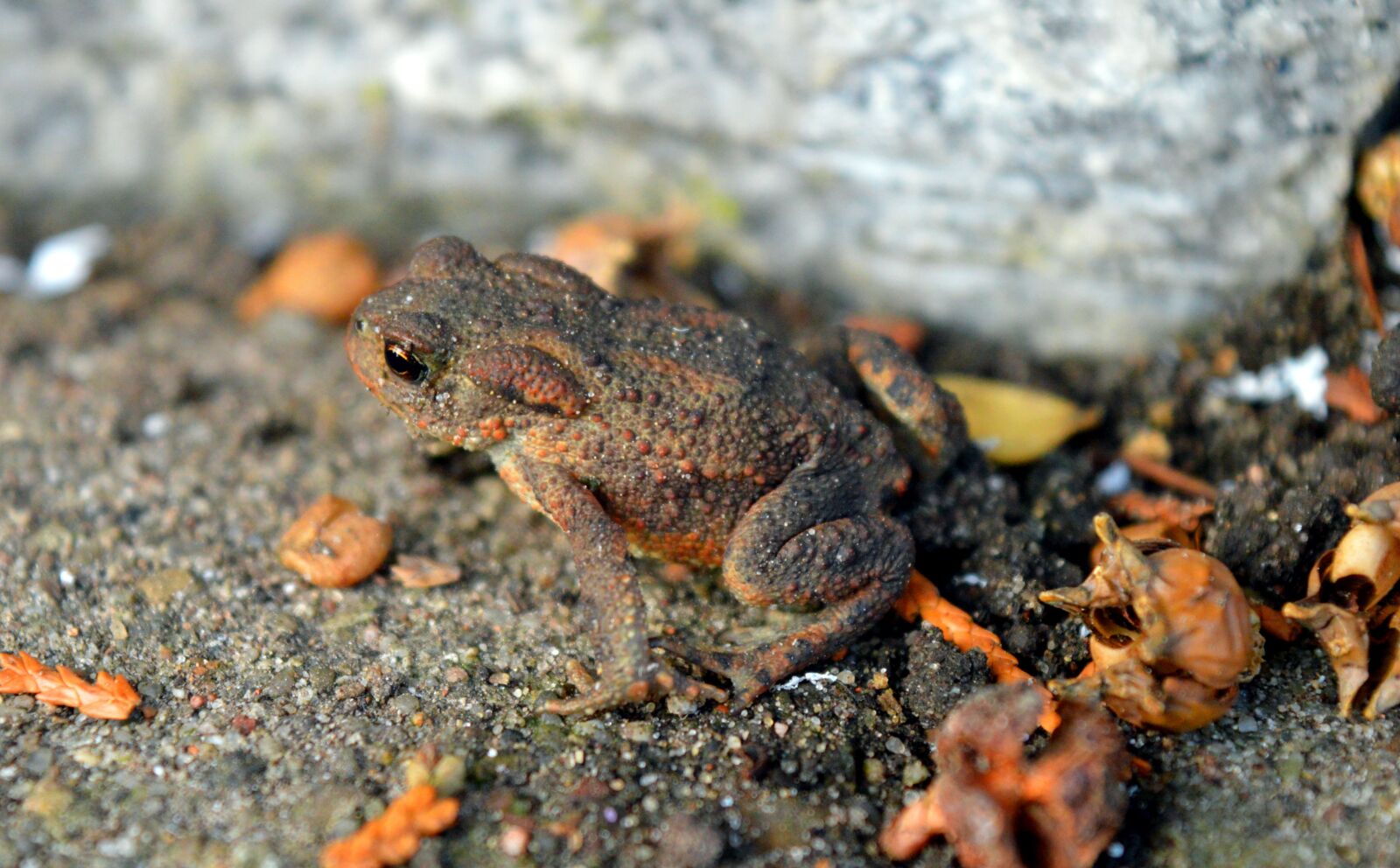 Nikon D3200 sample photo. Toad, nature, close up photography