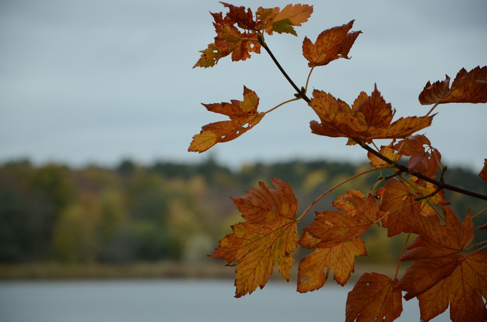 Nikon D7000 sample photo. Autumn, tree, colorful photography