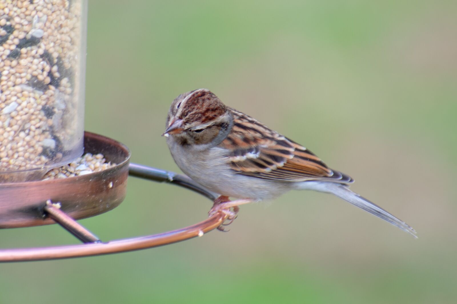 Nikon D3400 sample photo. Bird, nature, wildlife photography