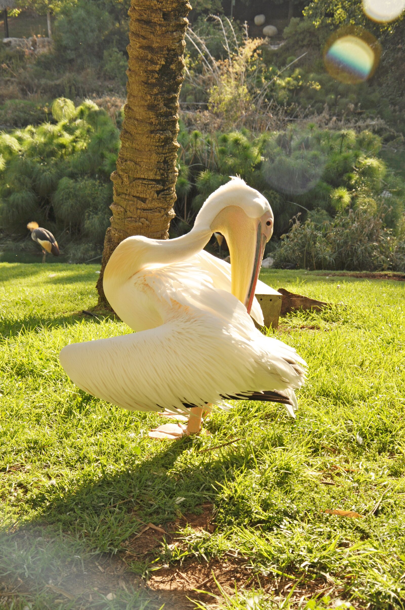 Nikon D90 sample photo. Pelican, bird, nature photography