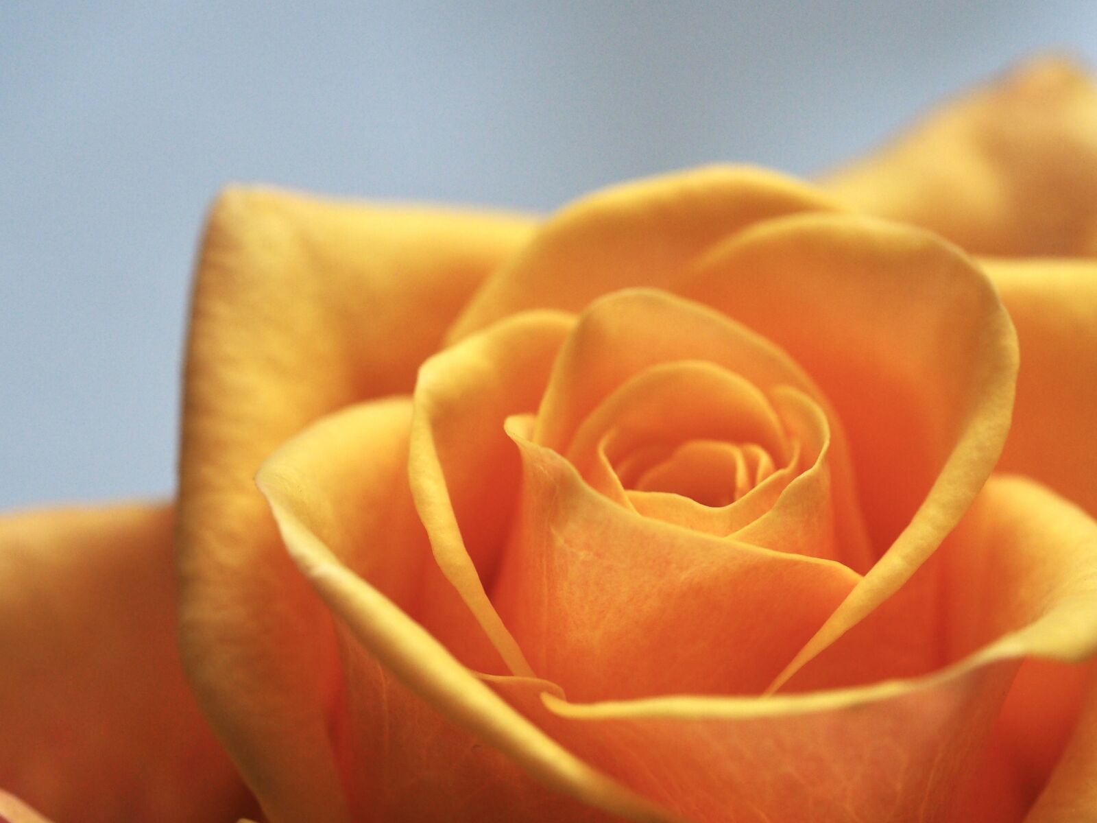Olympus OM-D E-M10 II sample photo. Rose, affection, flower photography