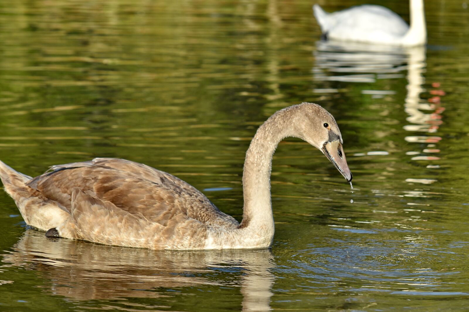 Nikon D5500 sample photo. Beautiful, landscape, light brown photography