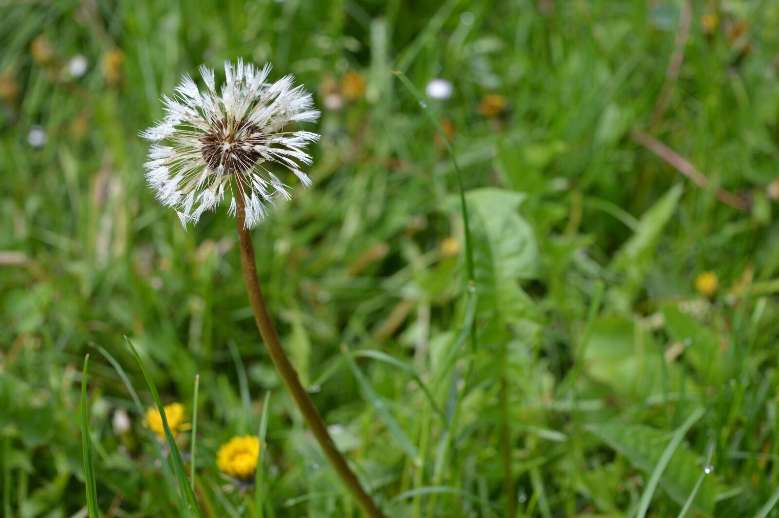 Nikon D3200 sample photo. Dandelion, grass, nature photography
