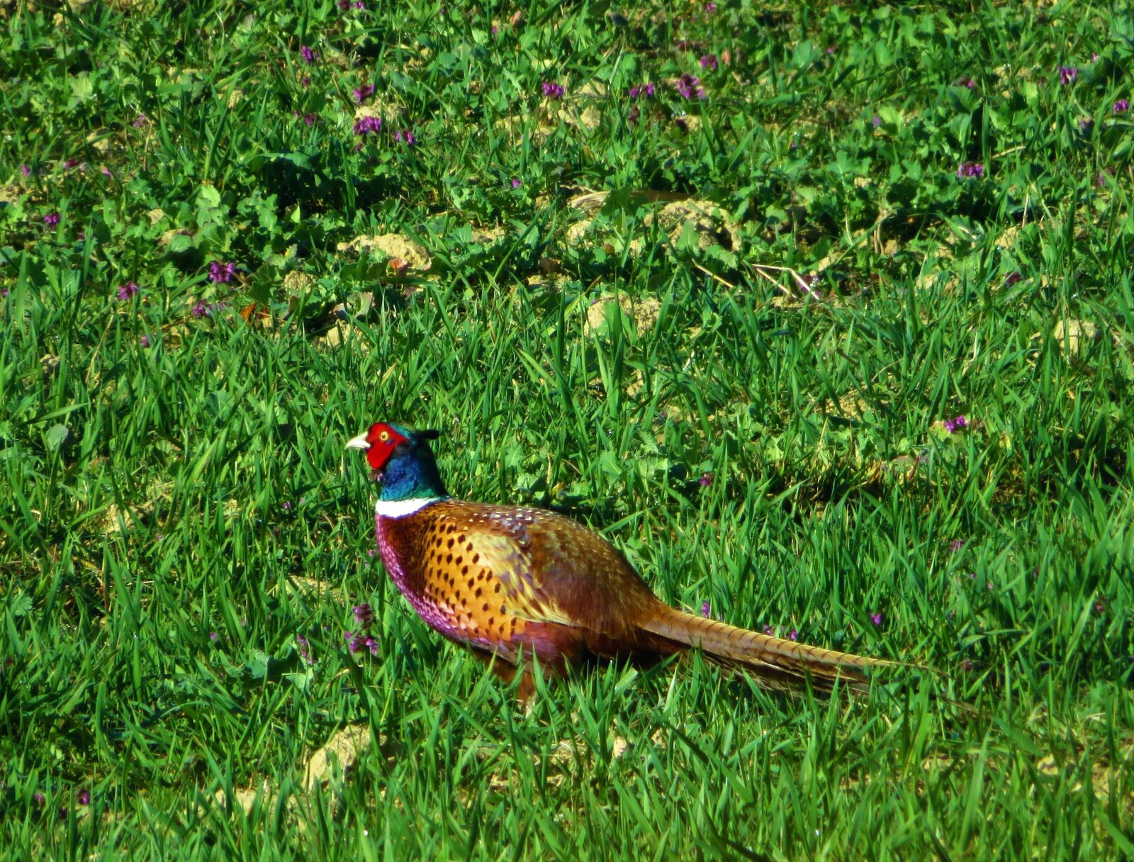 Canon PowerShot SX720 HS sample photo. Pheasant, wildlife, bird photography