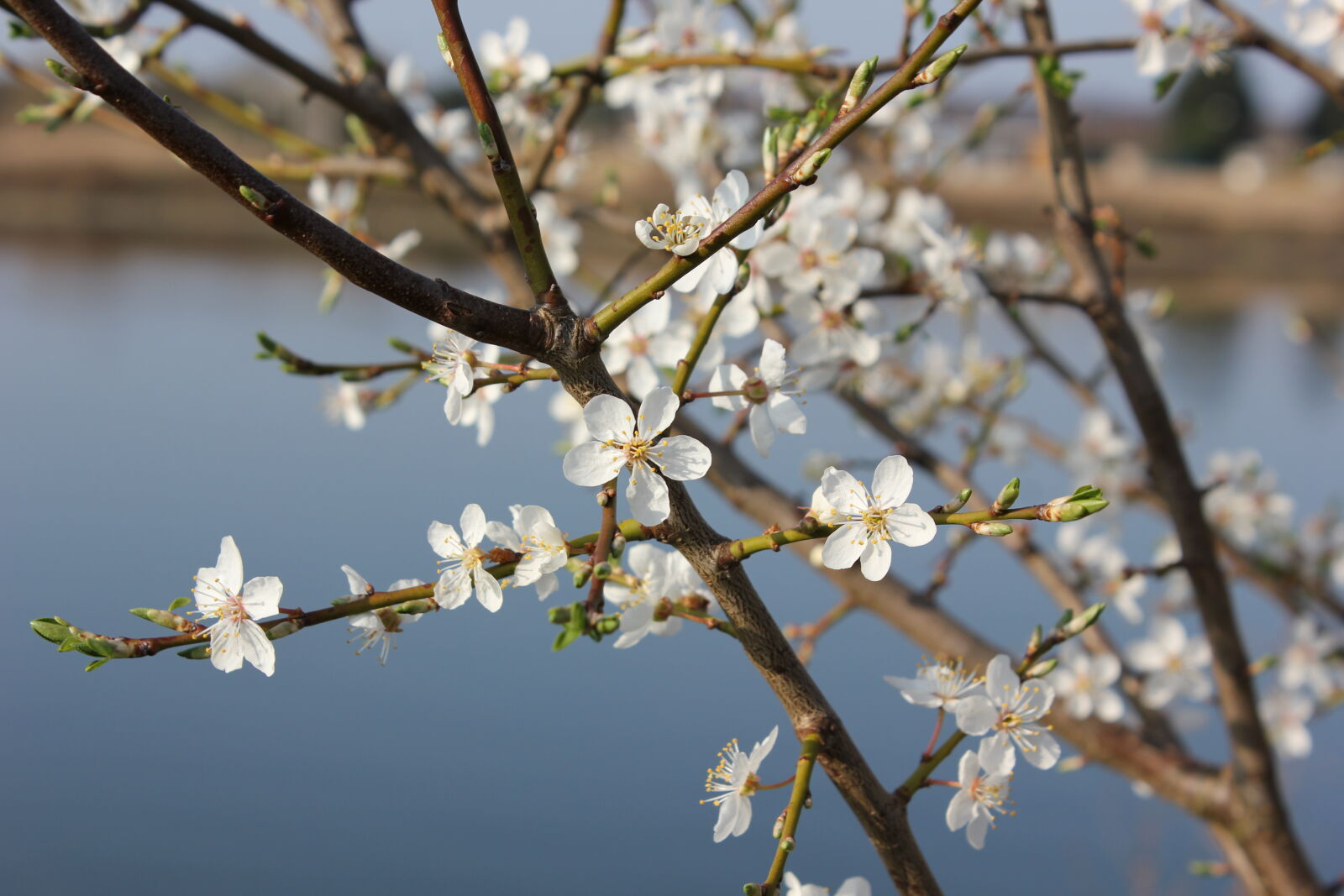 Canon EOS 550D (EOS Rebel T2i / EOS Kiss X4) sample photo. Cherry photography
