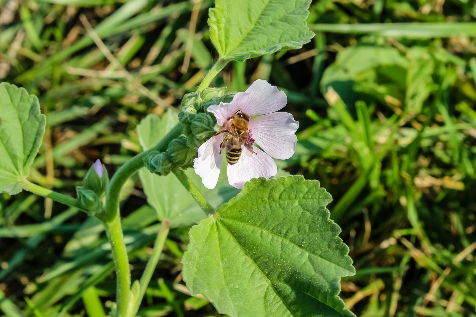 Canon EOS 1300D (EOS Rebel T6 / EOS Kiss X80) sample photo. Wildflower, meadow flower, flower photography