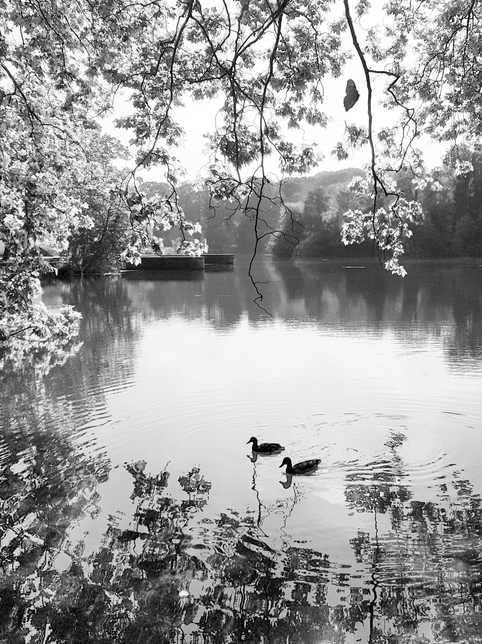 Samsung SM-G955F + Samsung Galaxy S8+ Rear Camera sample photo. Lake, landscape, black and photography