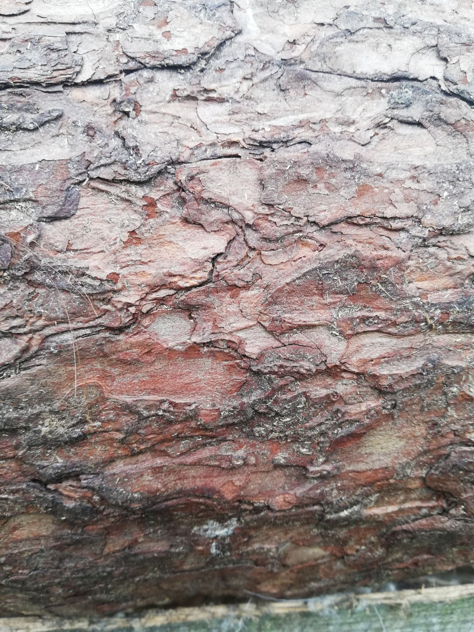HUAWEI Mate 10 Lite sample photo. Wood, bark, texture photography