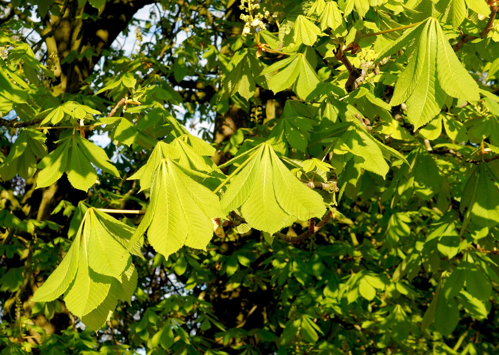 Sony SLT-A58 + Sony DT 35mm F1.8 SAM sample photo. Chestnut, leaves, ordinary rosskastanie photography
