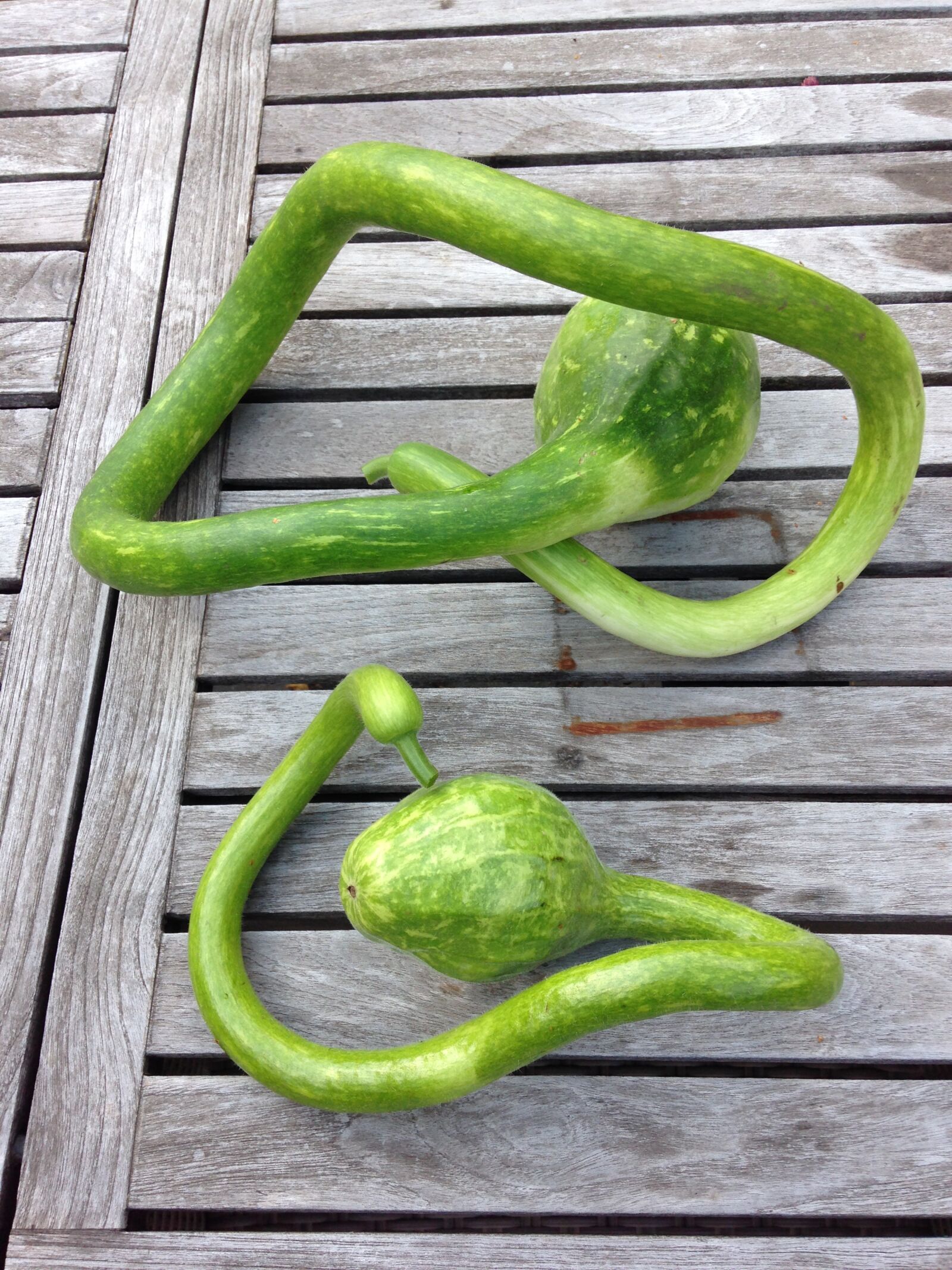 Apple iPhone 5 sample photo. Gourd, hose, harvest photography