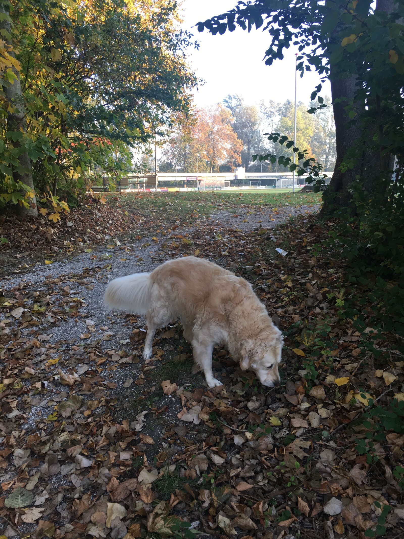 Apple iPhone 6s sample photo. Browse, nature, golden retriever photography