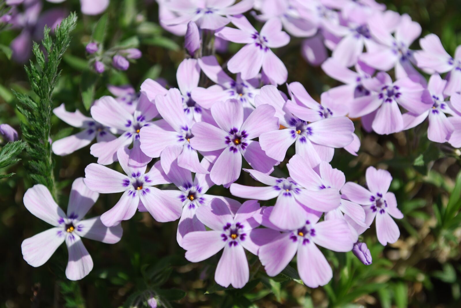 Nikon D60 sample photo. Flower, plant, nature photography
