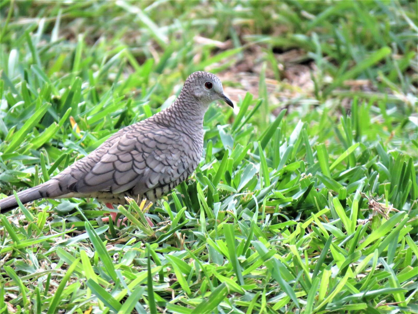 Canon PowerShot SX60 HS sample photo. Bird, wildlife, silver dove photography