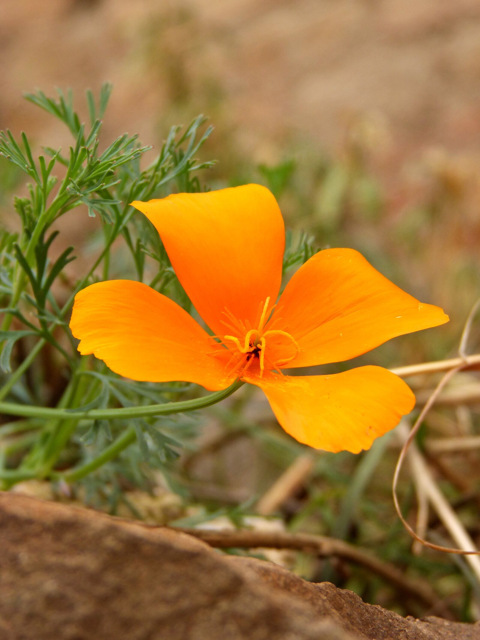 Panasonic DMC-FZ62 sample photo. California poppy, flower, yellow photography