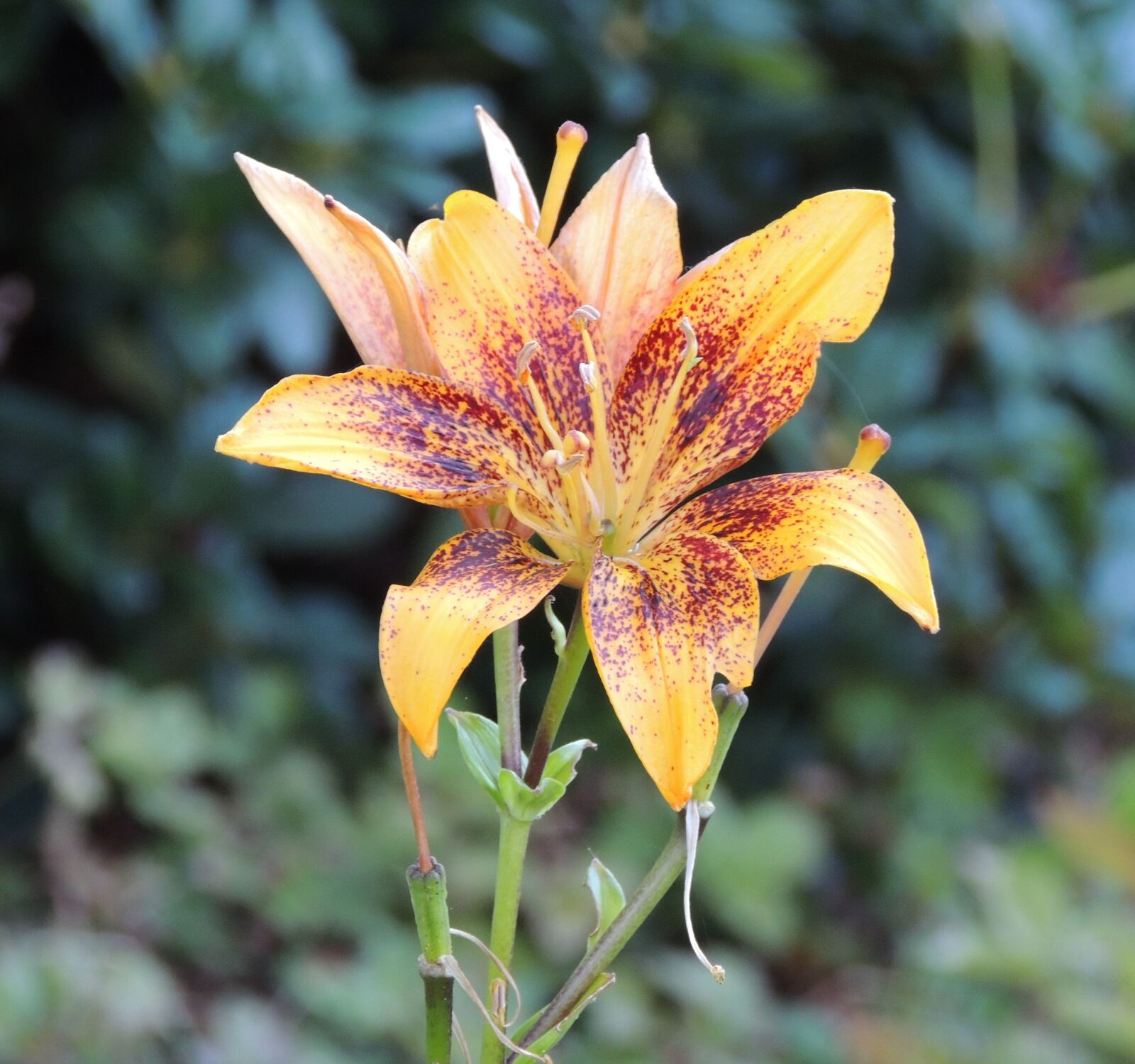 Nikon Coolpix P510 sample photo. Lily, day lily, plant photography