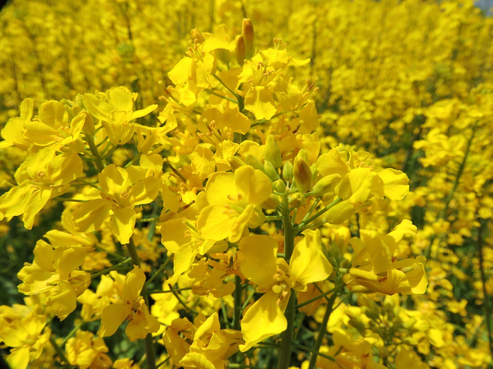 Nikon Coolpix P600 sample photo. Natural, spring, rape blossoms photography