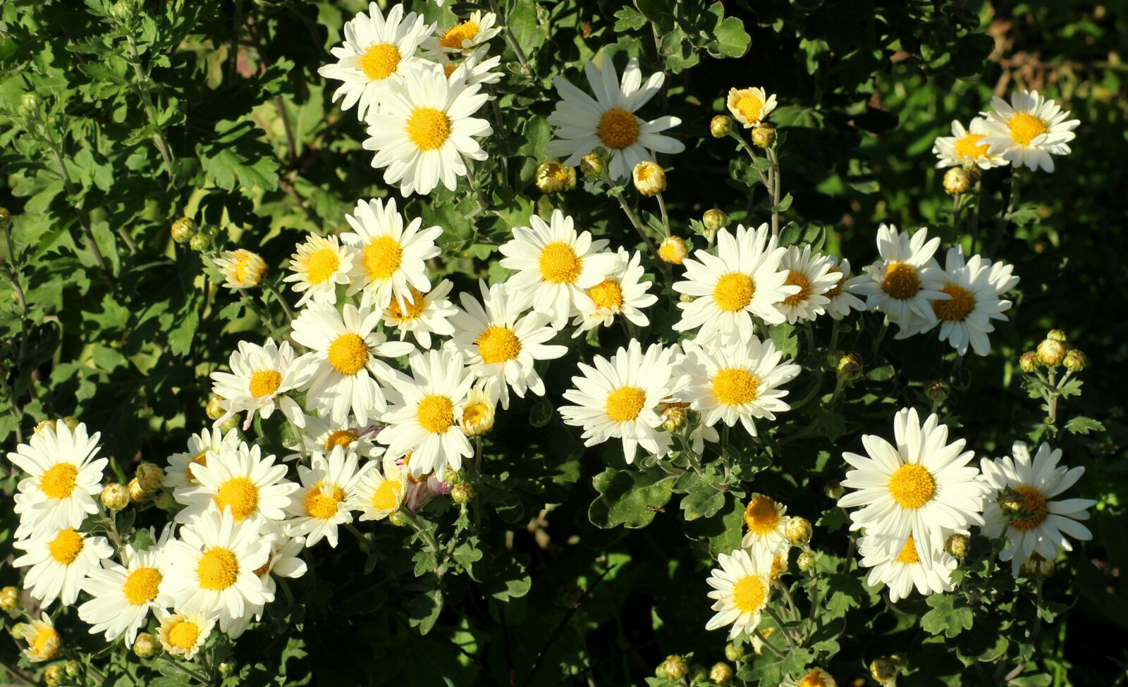 Canon EOS 1200D (EOS Rebel T5 / EOS Kiss X70 / EOS Hi) sample photo. Chrysanthemum, white, flowers photography
