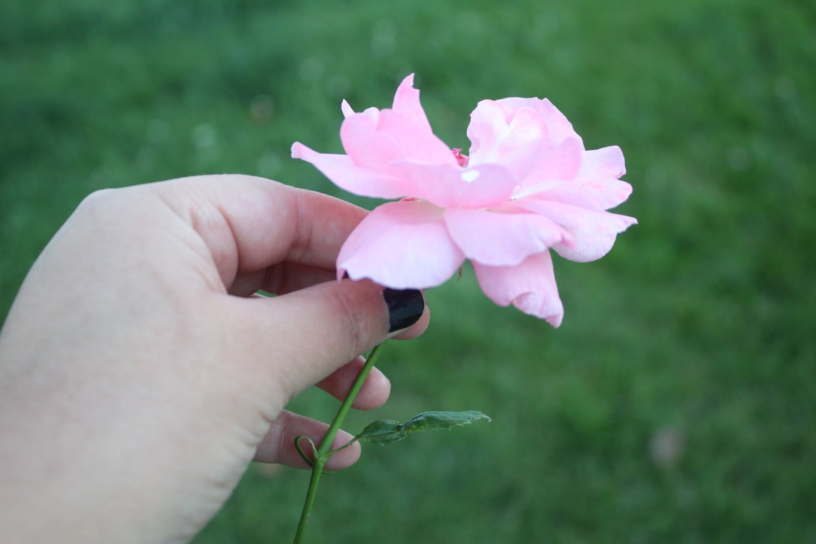 Canon EOS 1300D (EOS Rebel T6 / EOS Kiss X80) sample photo. Rosa, hand, landscape photography