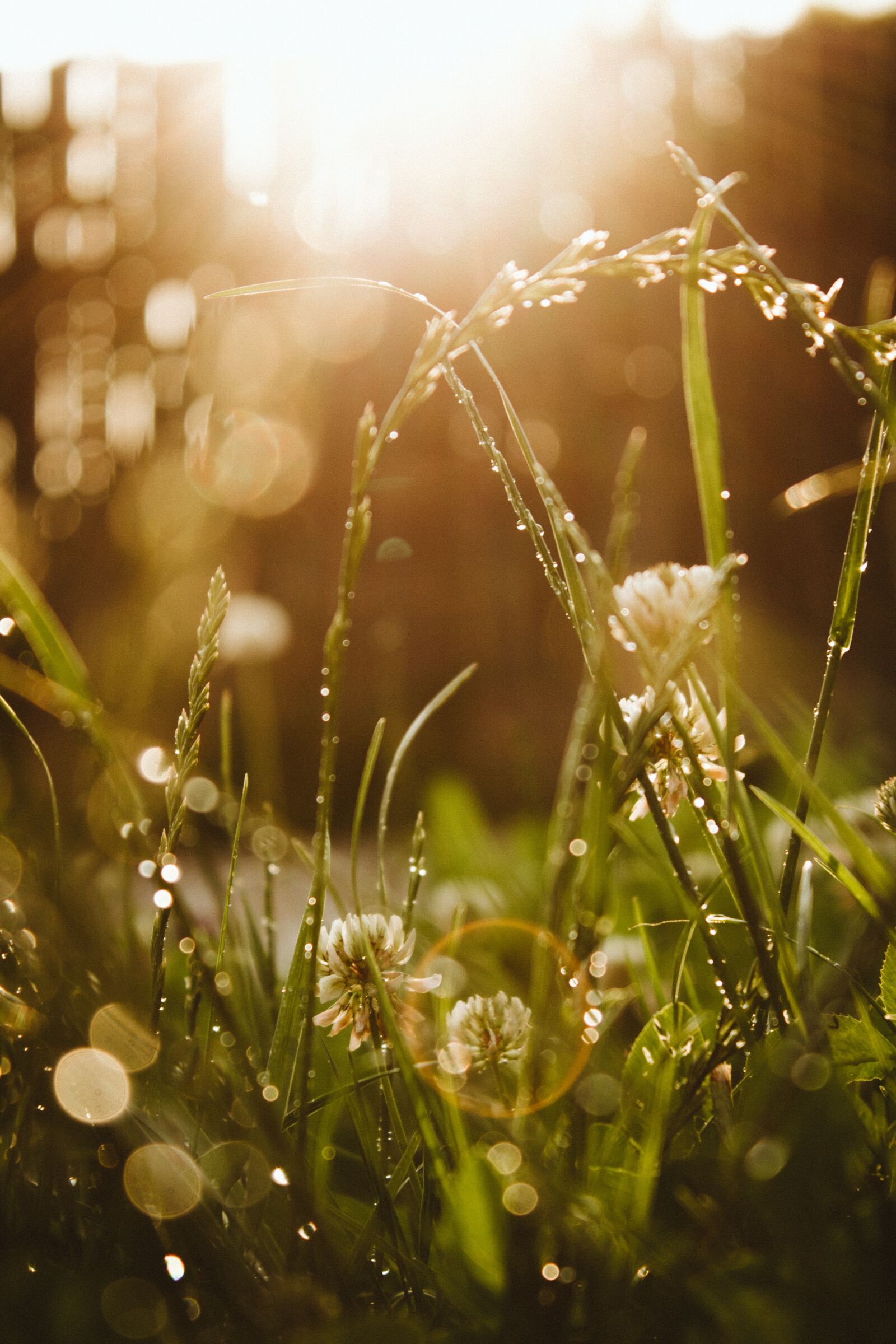 Canon EOS 700D (EOS Rebel T5i / EOS Kiss X7i) sample photo. Bokeh, grass, rings photography
