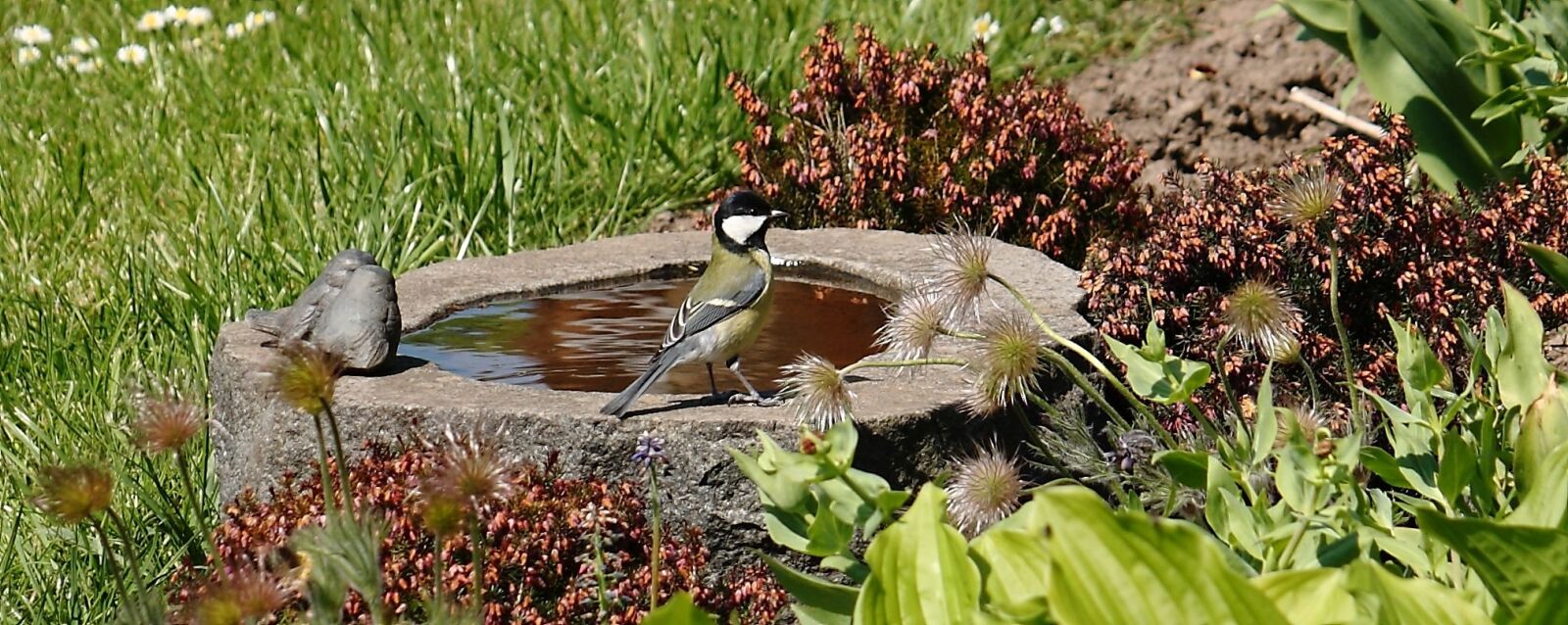 Canon EOS 400D (EOS Digital Rebel XTi / EOS Kiss Digital X) sample photo. Bird, bird bath, titmouse photography