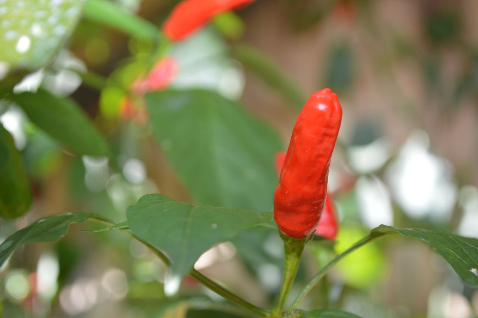 Nikon D3200 sample photo. Pepper, green, nature photography