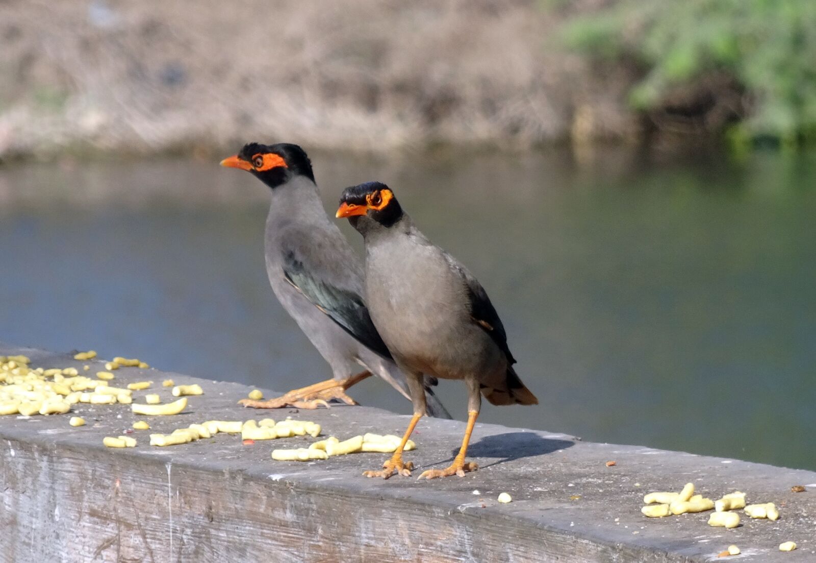 Sony Cyber-shot DSC-HX90V sample photo. Bank myna, passerine, acridotheres photography