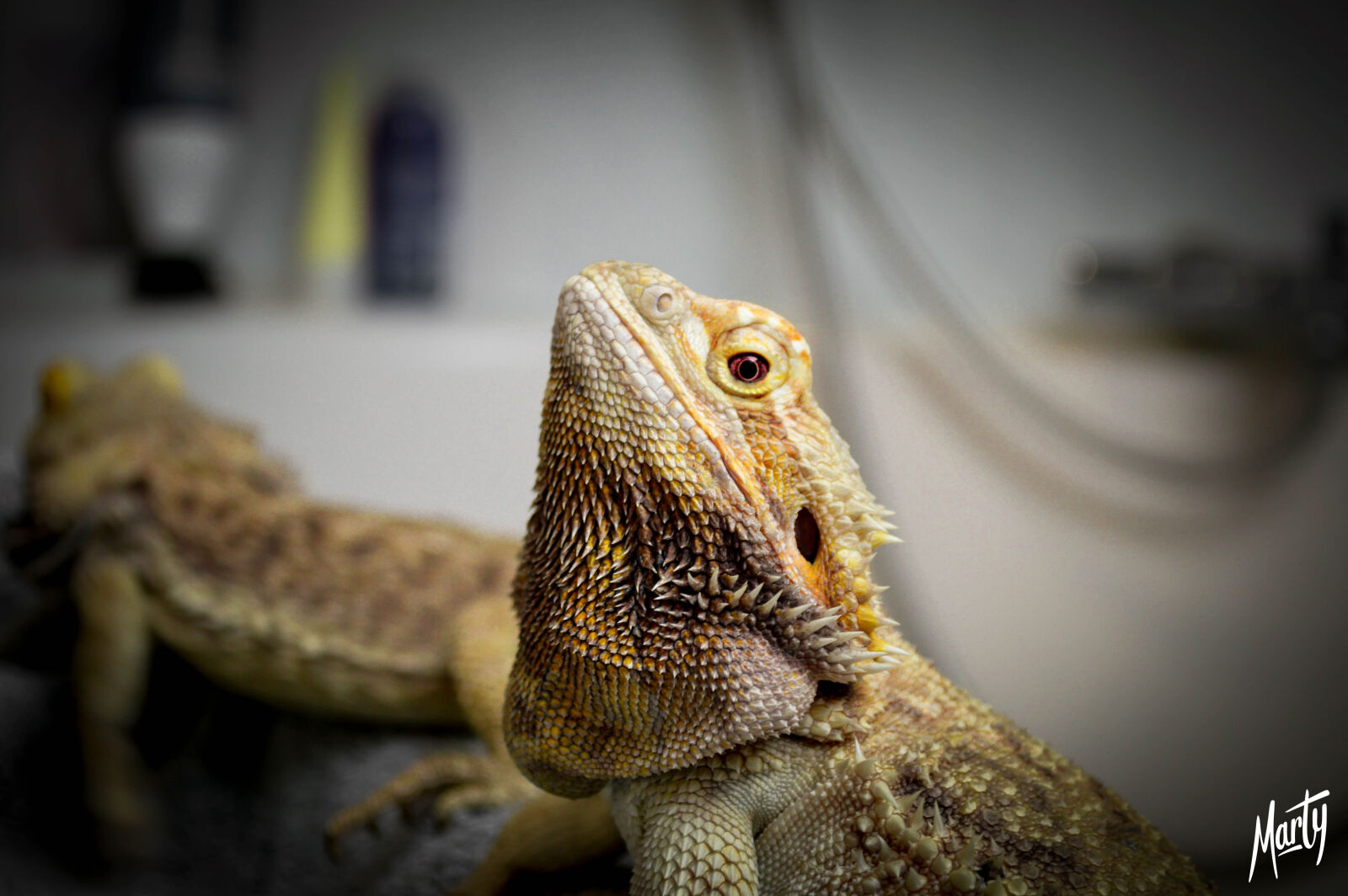 Nikon D3200 sample photo. Animal, nature, reptile photography