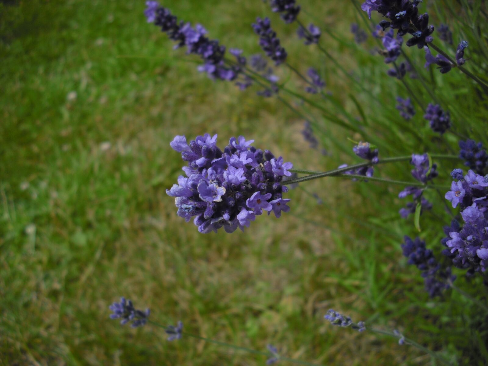 CASIO EX-Z9 sample photo. Lavender, flowers, blossom photography