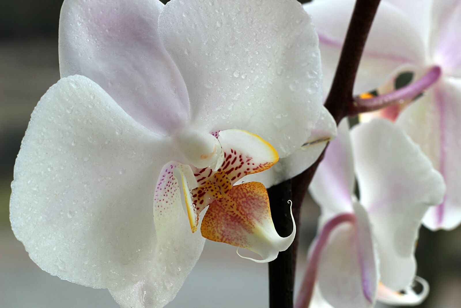 Canon EOS 600D (Rebel EOS T3i / EOS Kiss X5) sample photo. Orchid, flower, macro photography