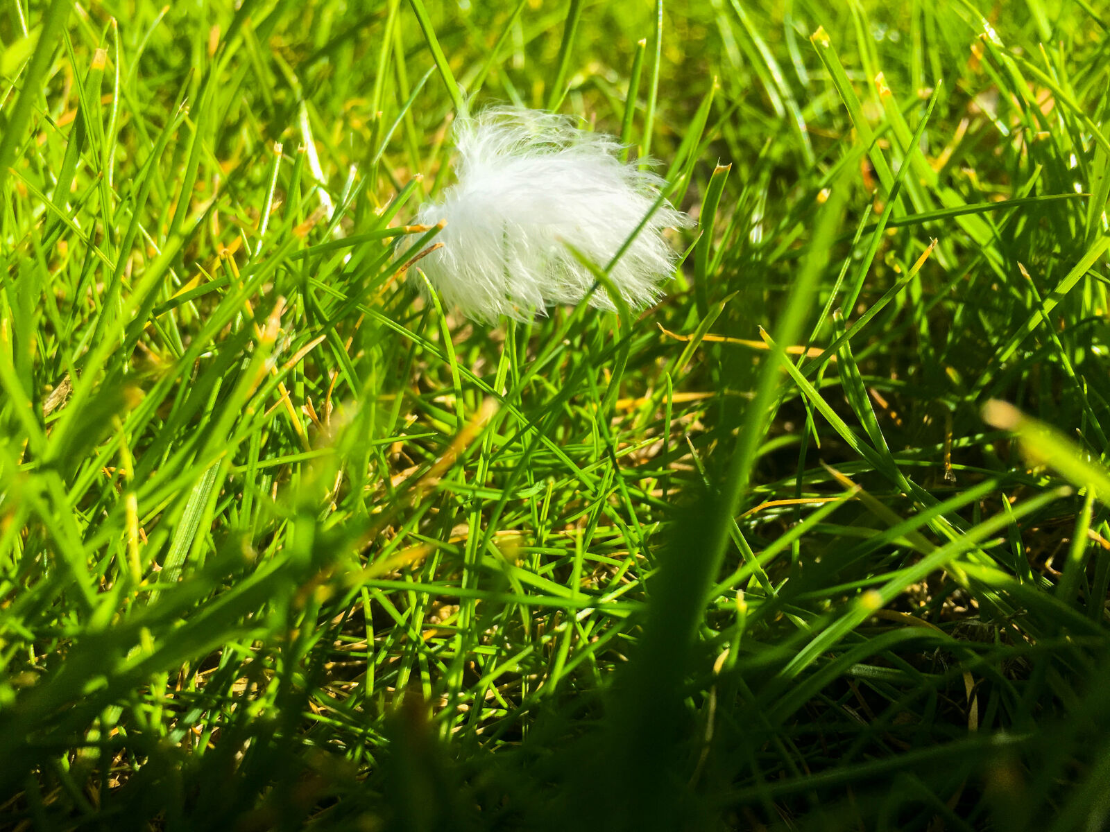 Apple iPhone 6s sample photo. Close, up, feather, grass photography