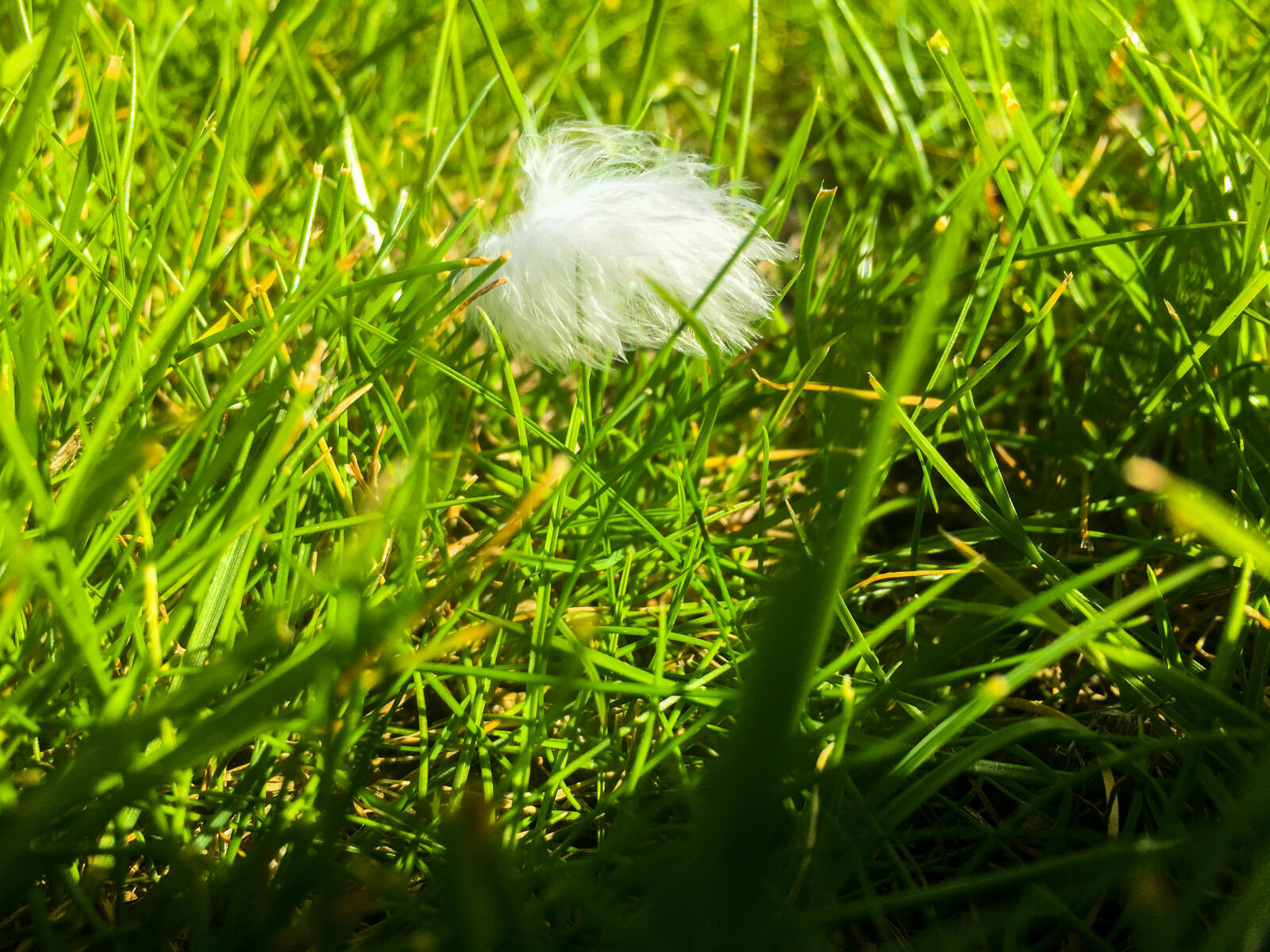 iPhone 6s back camera 4.15mm f/2.2 sample photo. Close, up, feather, grass photography