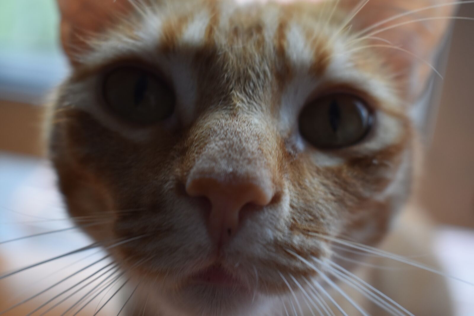 Nikon D3400 sample photo. Gato, cat, animal photography