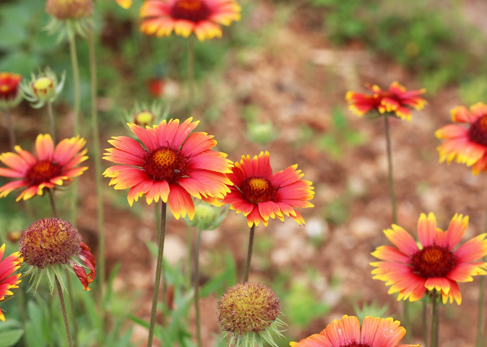 Canon EOS 700D (EOS Rebel T5i / EOS Kiss X7i) + Canon EF 50mm F1.8 STM sample photo. Blanket flowers, garden, nature photography