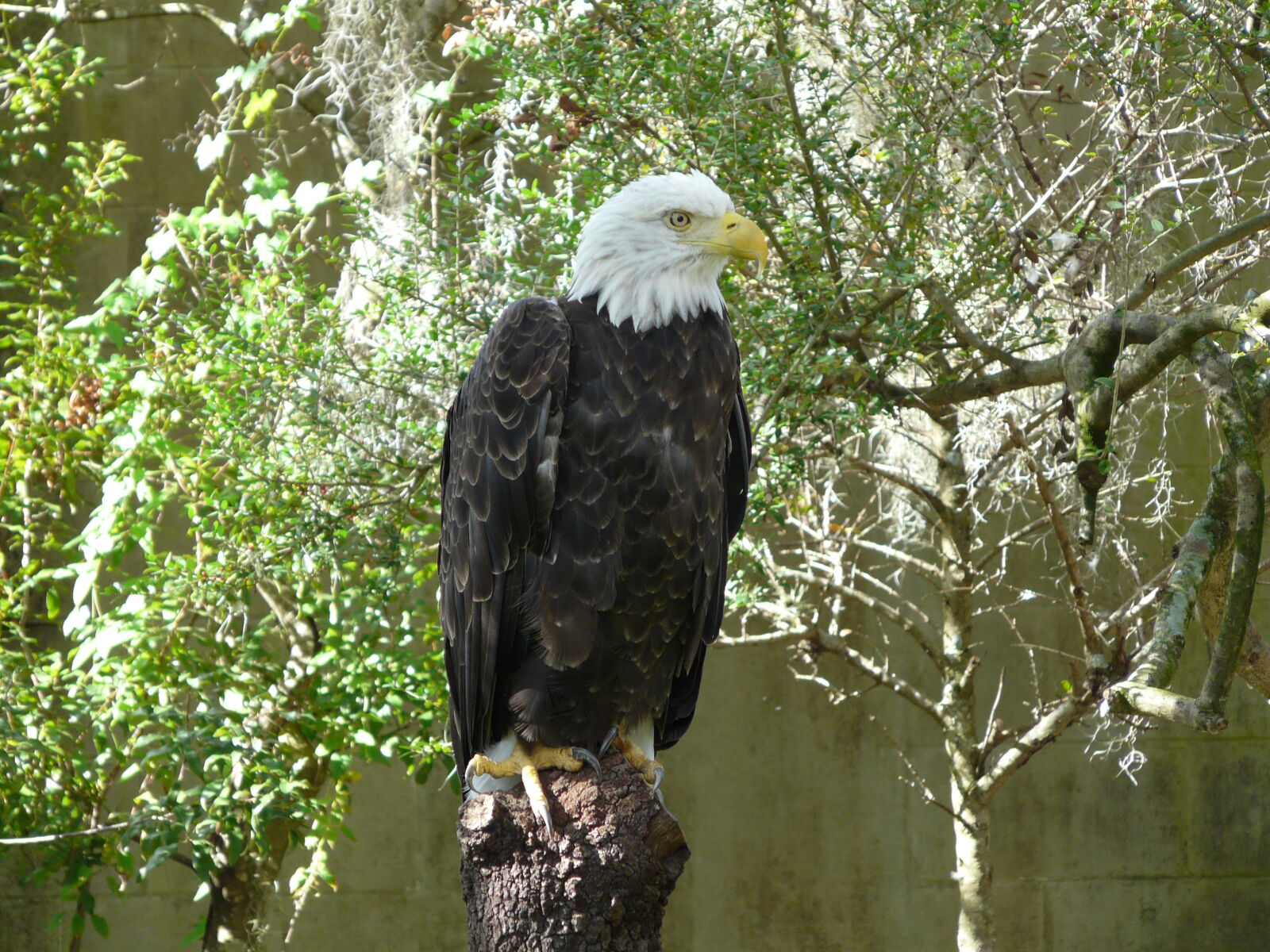 Panasonic DMC-FZ18 sample photo. Animals, birds, of, prey photography