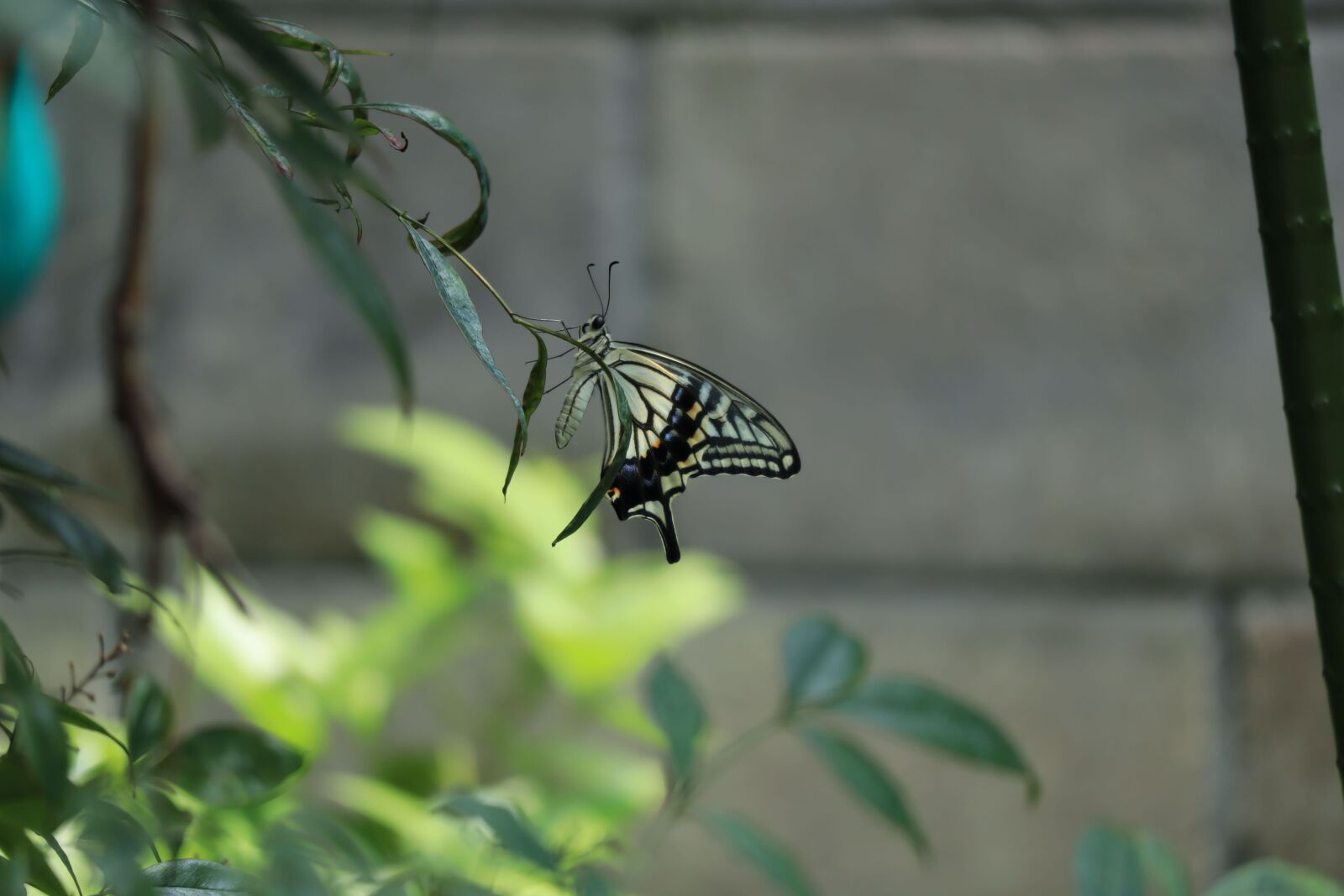 Canon EOS M50 (EOS Kiss M) sample photo. Natural, insect, butterfly photography