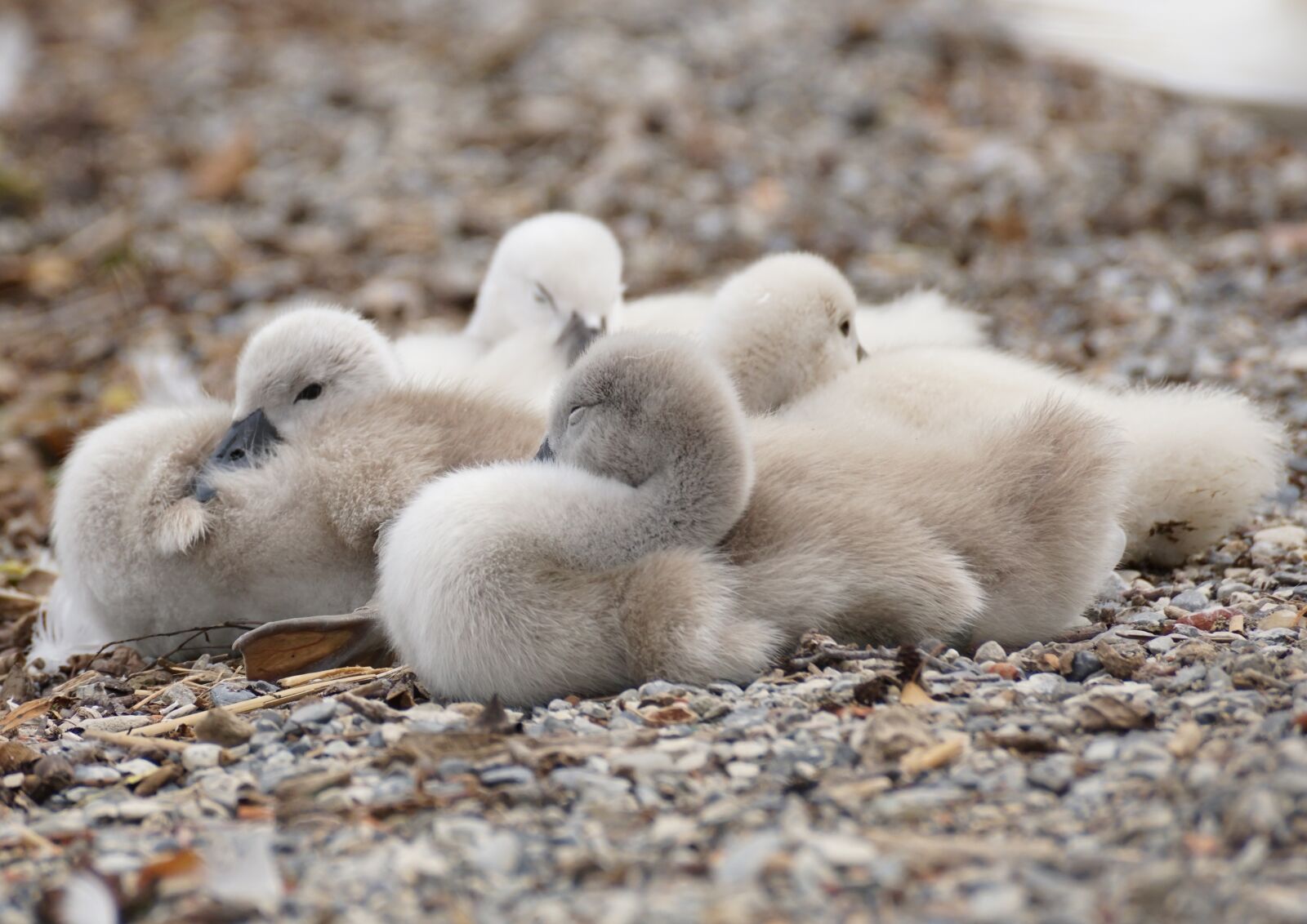 Sony DT 55-300mm F4.5-5.6 SAM sample photo. Swan, chicks, young animals photography