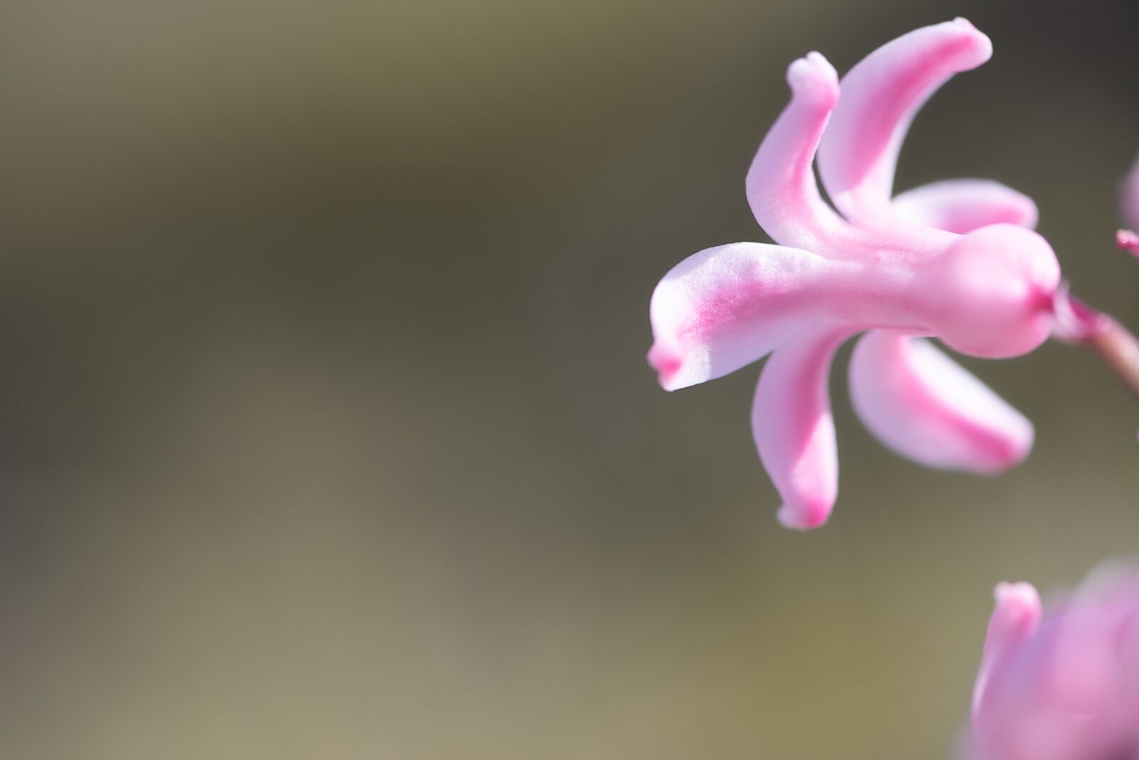 Nikon D750 sample photo. Hyacinth, blossom, bloom photography