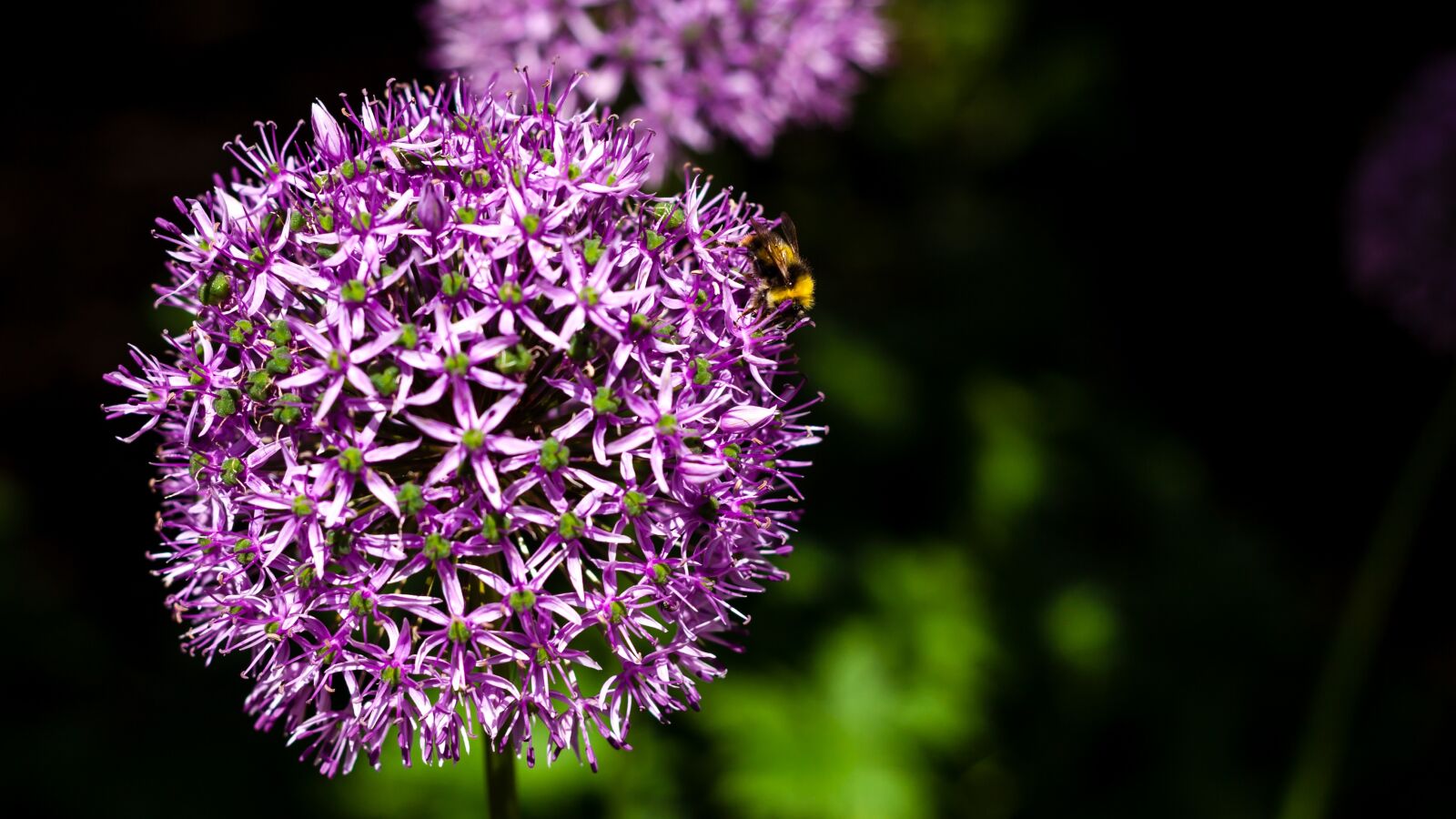 Canon EF 50mm F1.8 II sample photo. Flower, nature, garden photography