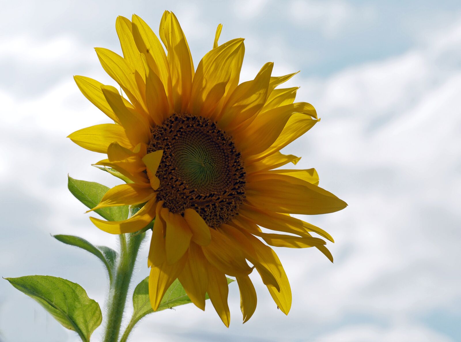 Olympus M.Zuiko Digital ED 60mm F2.8 Macro sample photo. Sunflower, helianthos, sky photography