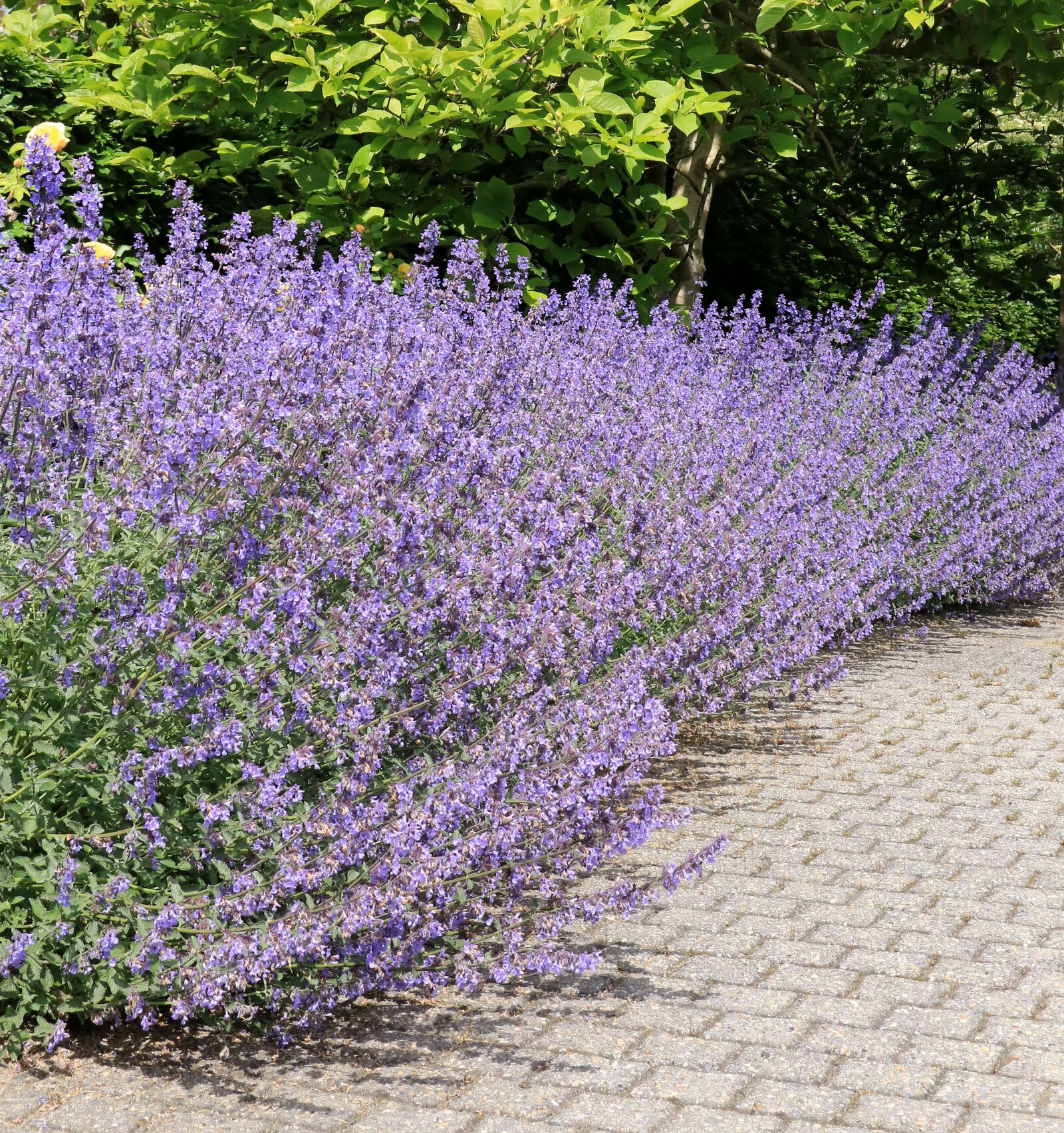 Canon EOS 750D (EOS Rebel T6i / EOS Kiss X8i) sample photo. Lavender, purple, flowers photography