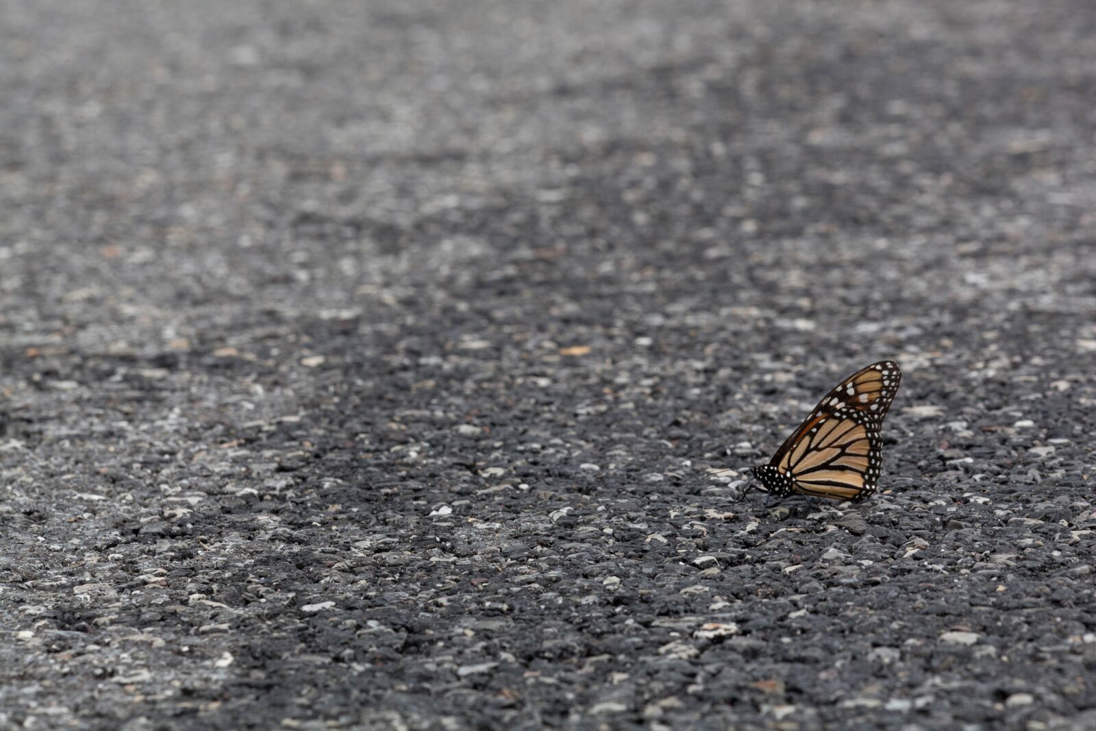 Canon EOS 5D Mark II sample photo. Butterfly, asphalt, road, insect photography