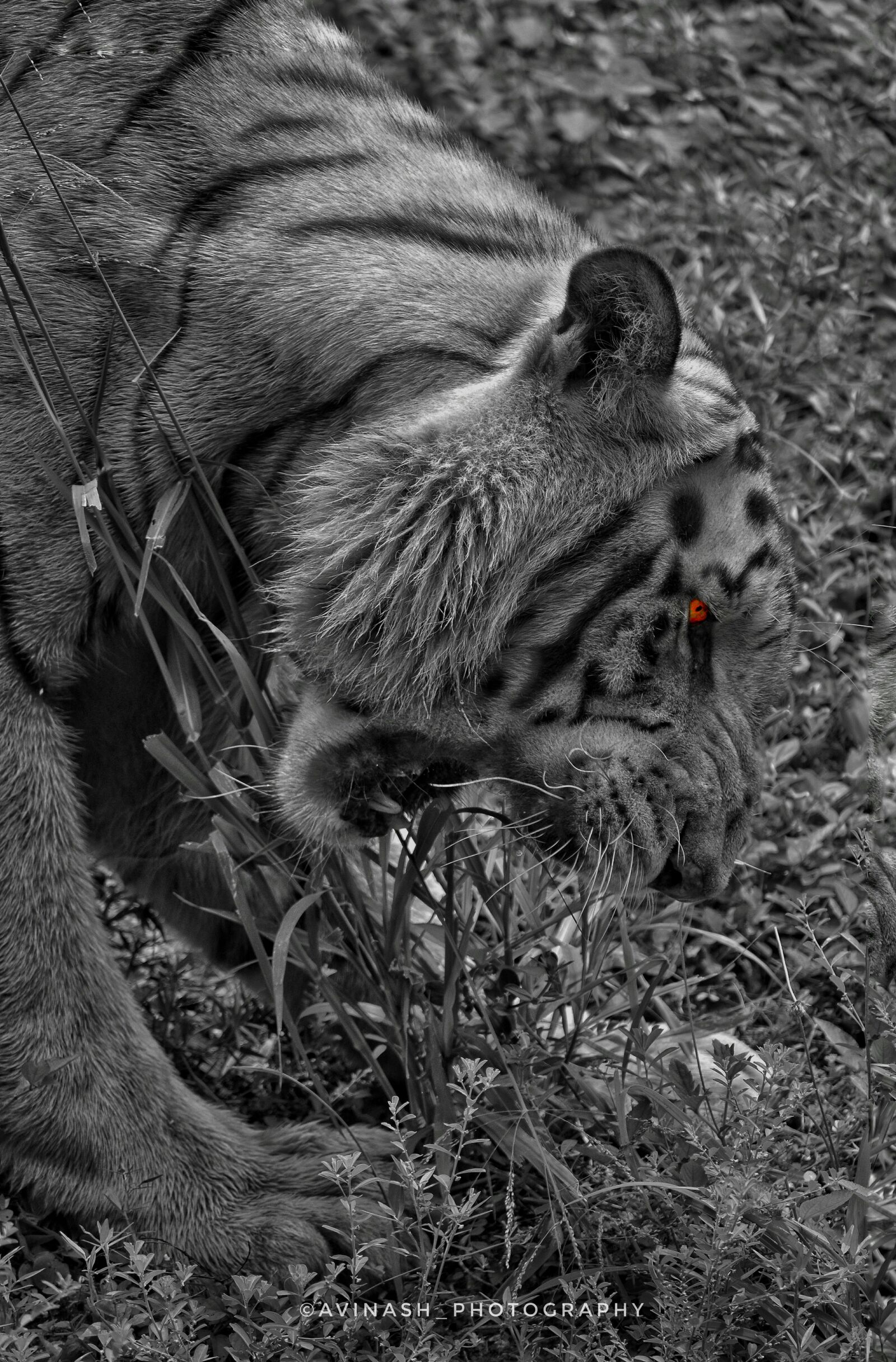 Nikon D5300 sample photo. Tiger, blackandwhite, redeye photography