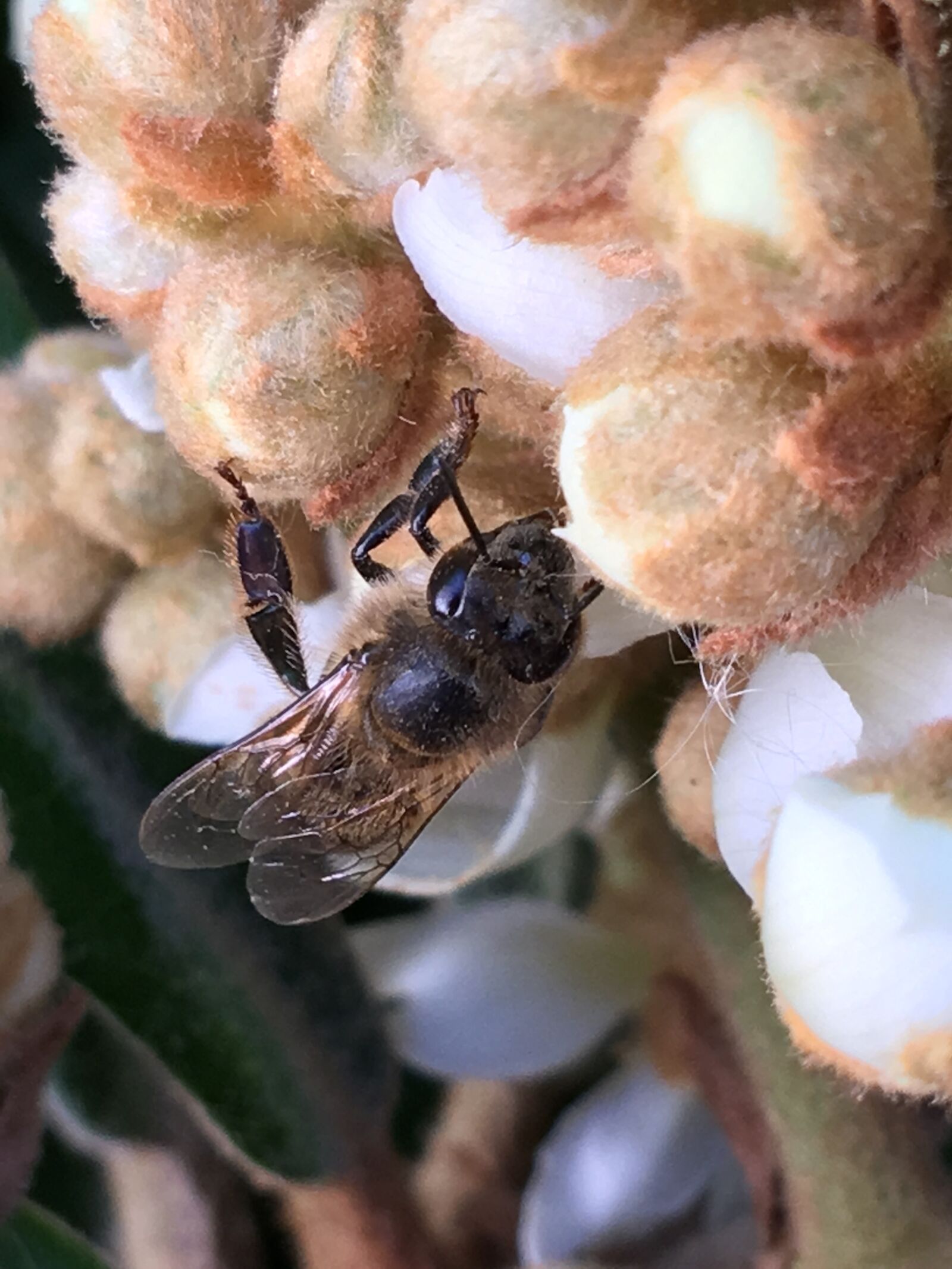 Apple iPhone 6s Plus sample photo. Bee, insect, animals photography