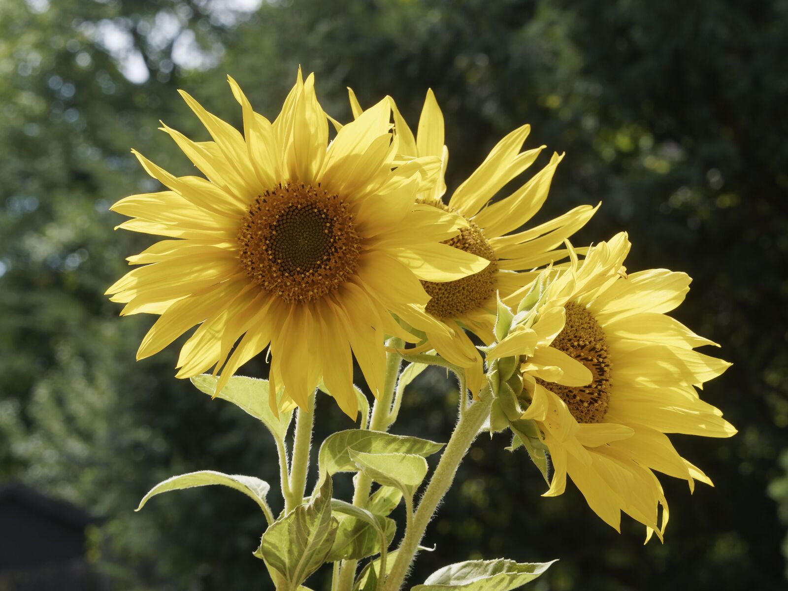 Olympus M.Zuiko Digital ED 40-150mm F2.8 Pro sample photo. Flowers, sunflower, yellow photography