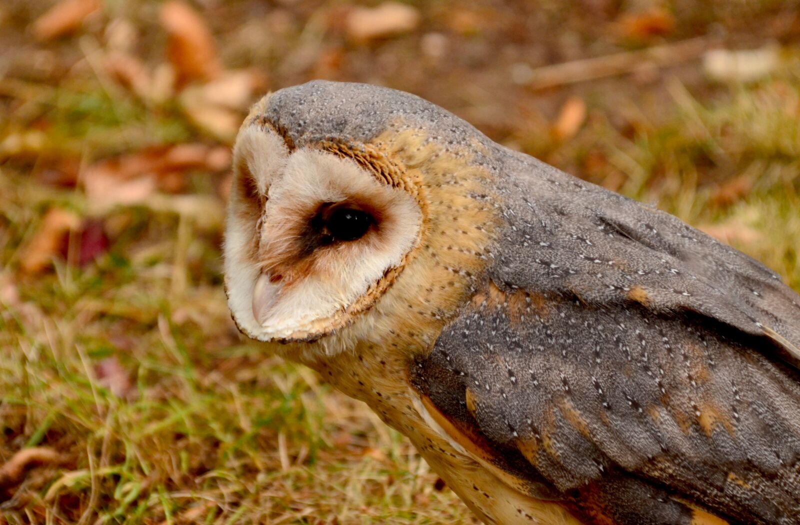Nikon D5100 sample photo. Animal, beak, beautiful photography