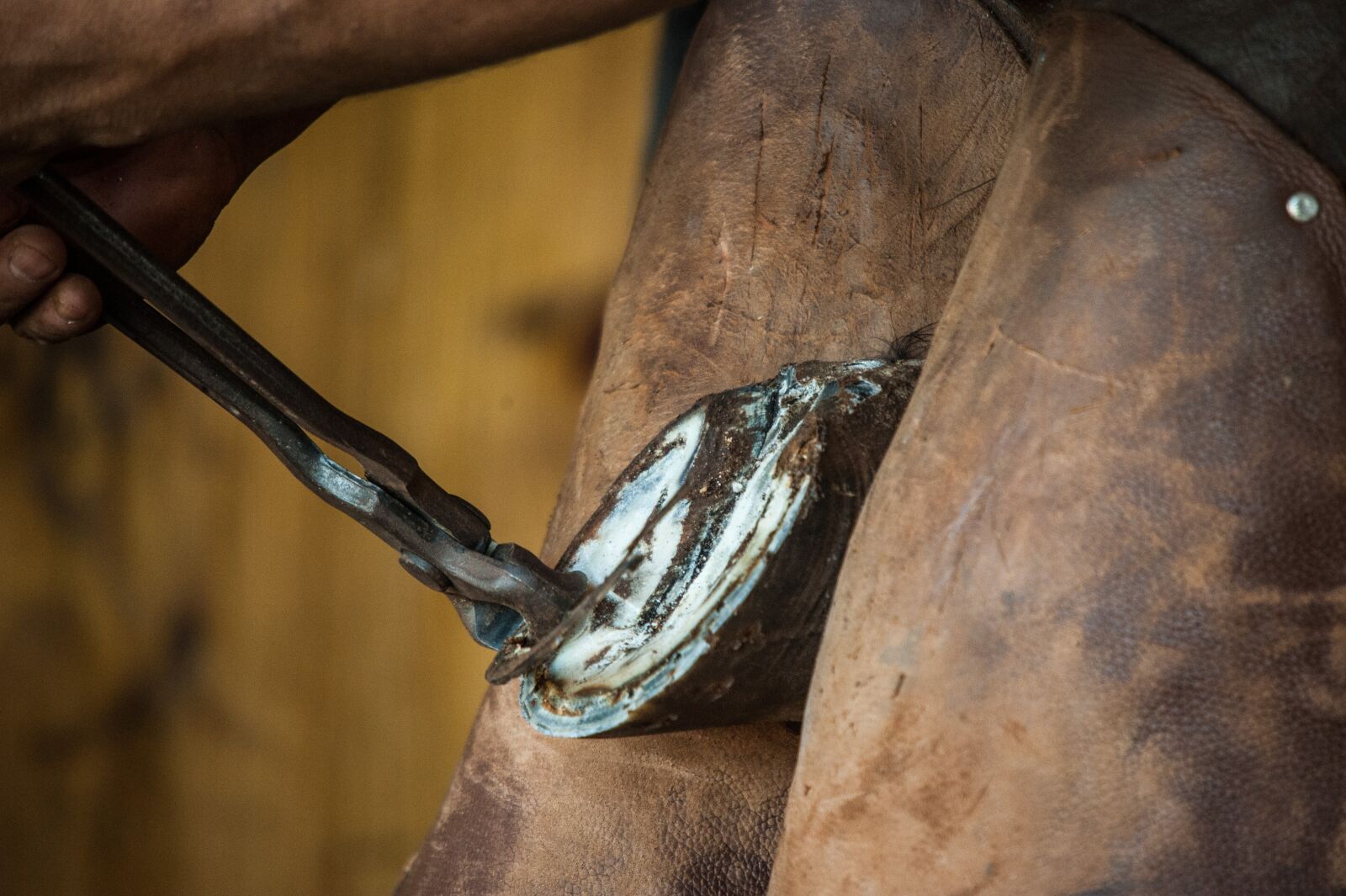 Nikon D700 sample photo. Horse, pingo, creole photography