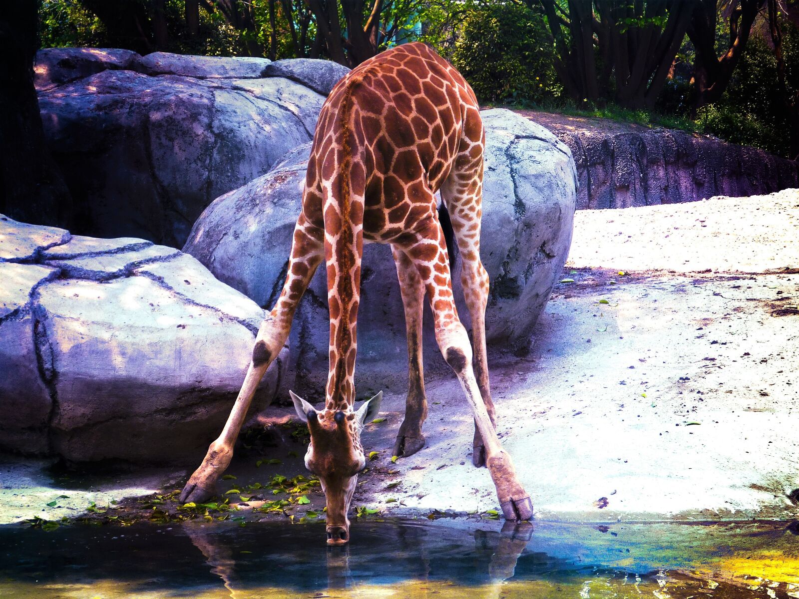 Panasonic DMC-FS42 sample photo. Giraffe, water, jungle photography