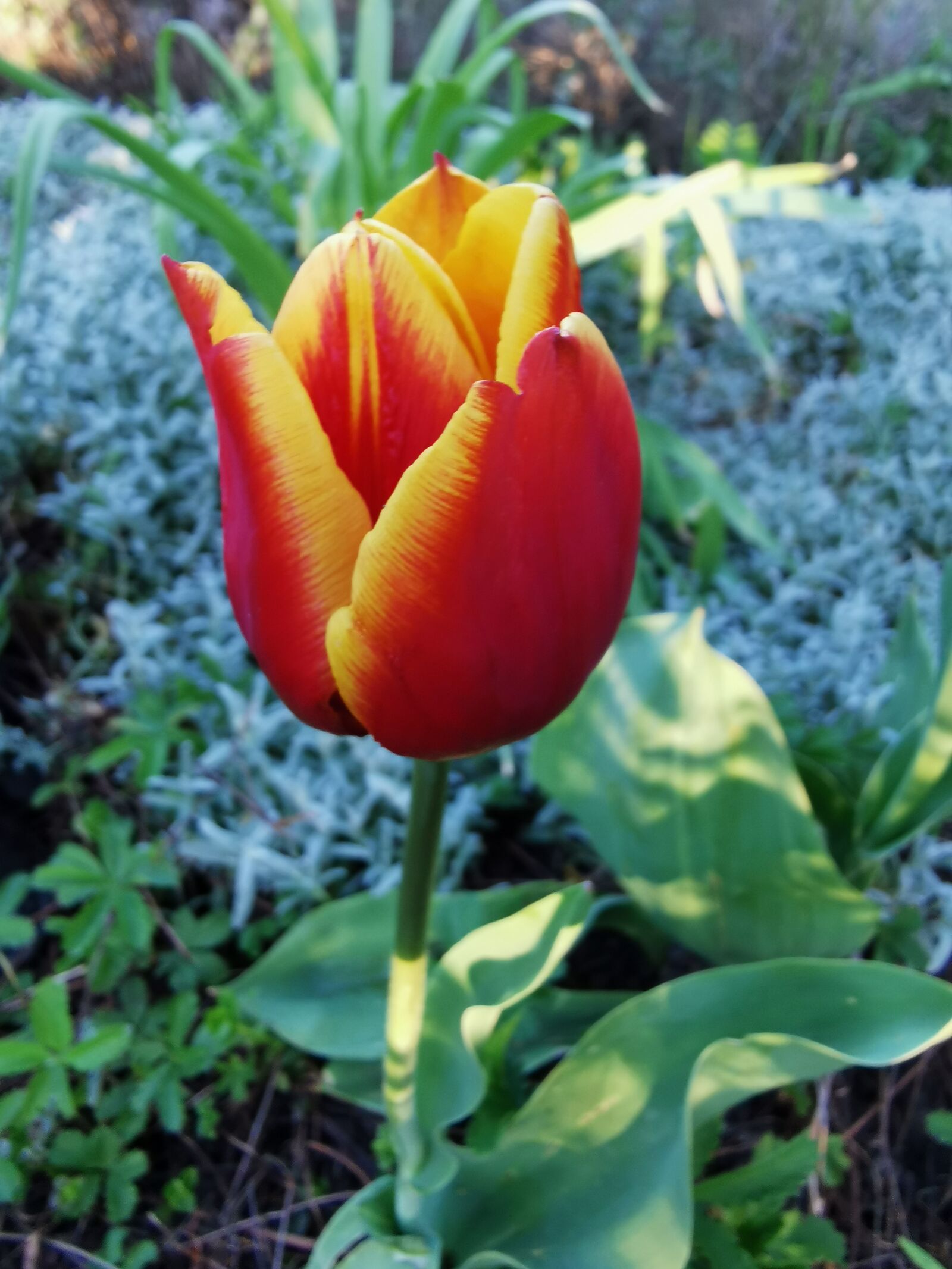 HUAWEI VOG-L29 sample photo. Tulip, flower, blossom photography