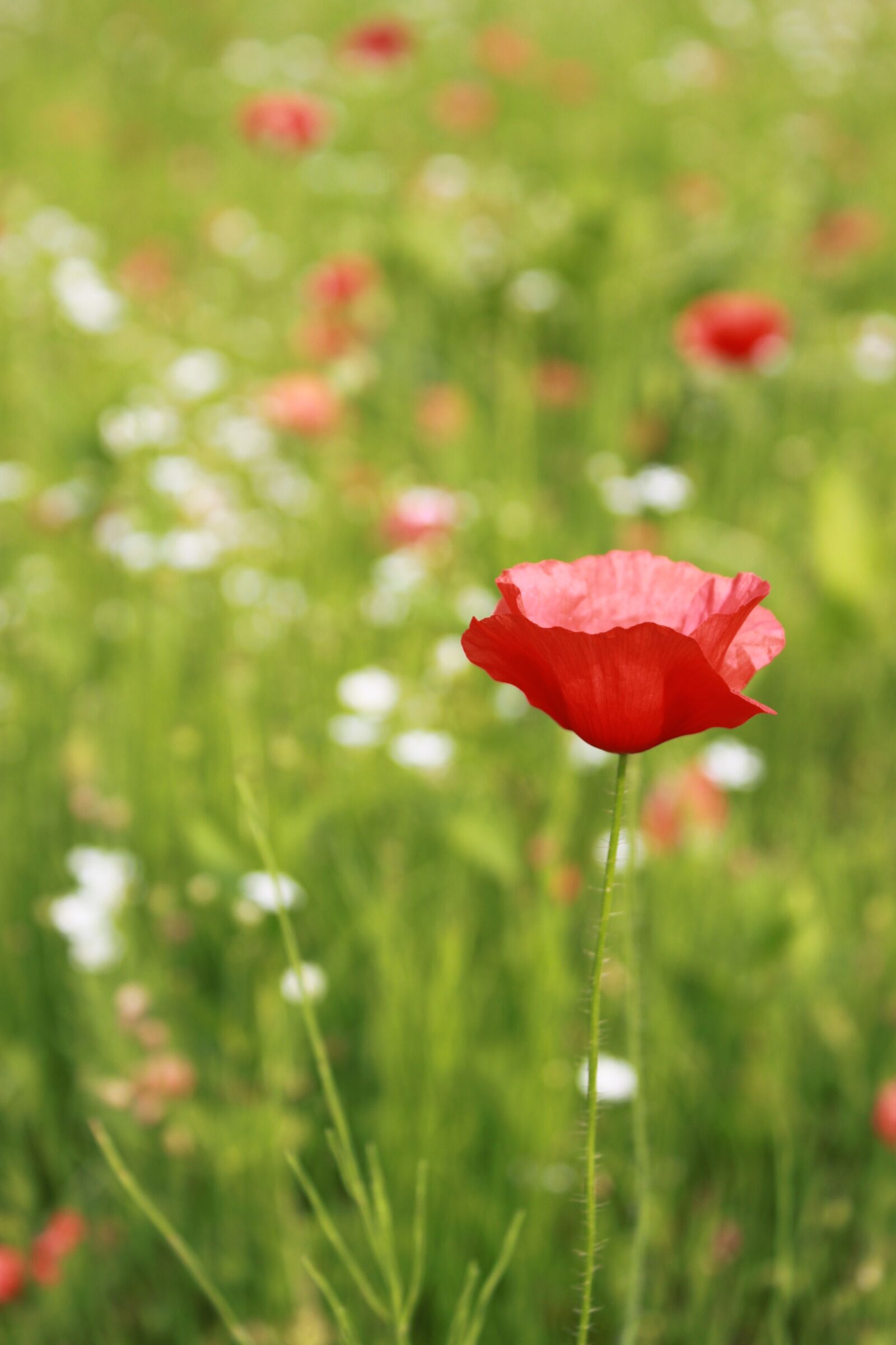 Canon EOS 500D (EOS Rebel T1i / EOS Kiss X3) sample photo. Poppy, flowers, wildflower photography