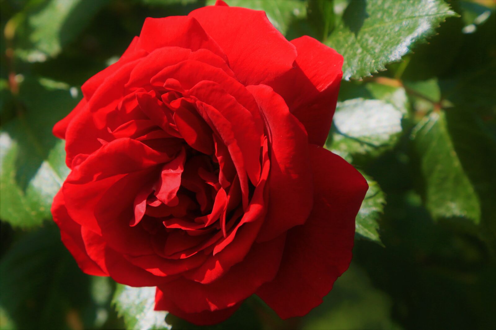 Canon EF 24-105mm F4L IS USM sample photo. Rose, red, flower photography